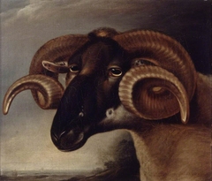 A Corsican Goat's Head, facing left by Thomas Weaver