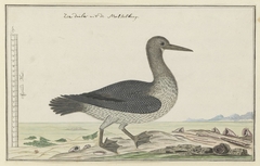 Aalscholver (Phalacrocorax capensis) of zeeduiker