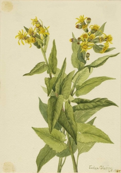 Arrowleaf Groundsel (Senecia triangularis) by Mary Vaux Walcott