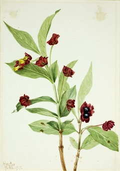 Bearberry Honeysuckle (Lonicera involucrata) by Mary Vaux Walcott