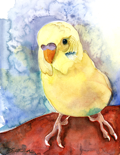 Bobby the Budgie by Denise Sutherland