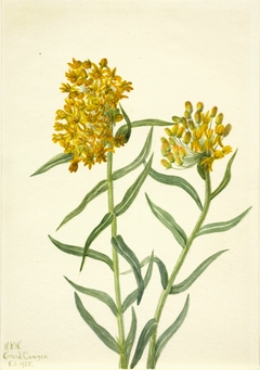 Butterfly Weed (Ascelpias tuberosa) by Mary Vaux Walcott