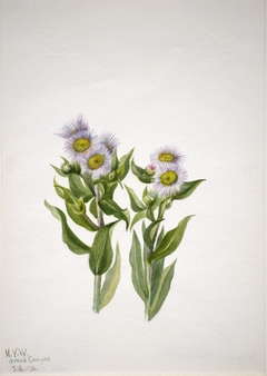 Fleabane (Erigeron macranthus) by Mary Vaux Walcott