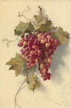 Grapes Against White Wall by Edwin Deakin