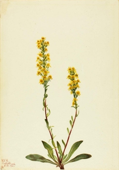 Mountain Goldenrod (Solidago oreophila) by Mary Vaux Walcott