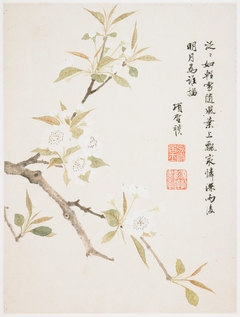 Pear Blossom from a Flower Album of Ten Leaves by Xiang Shengmo