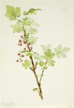 Prickly Currant (Ribes lacustre) by Mary Vaux Walcott