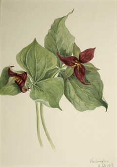 Red Trillium (Trillium erectum) by Mary Vaux Walcott