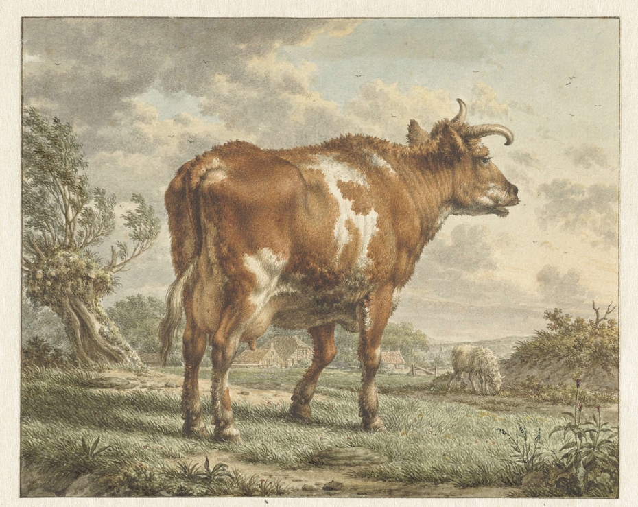 Roodbonte koe in een landschap