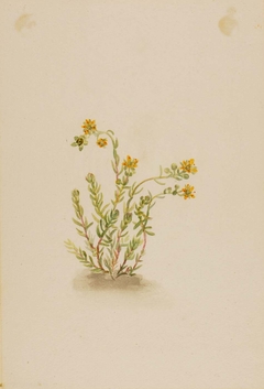 Sedum stenopetalum by Mary Vaux Walcott