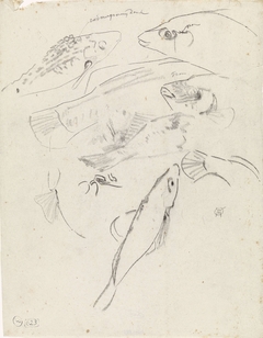 Studies van vissen by Gerrit Willem Dijsselhof