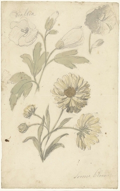 Studies van zonnebloemen en dialtia by Elias van Nijmegen