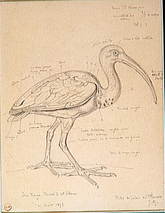 Study of a red ibis