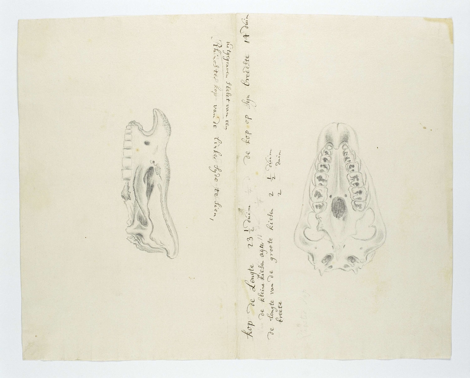 Twee skeletten van de kop van een zwarte neushoorn (Diceros bicornis), van links gezien en van boven of onder