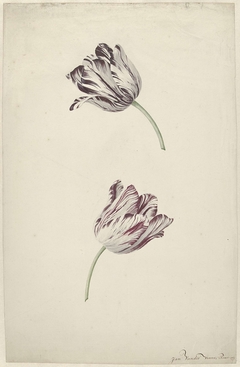 Two Red-and-white Tulips by Jan Jansz. van der Vinne