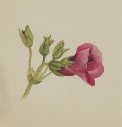 (Untitled--Flower Study) by Mary Vaux Walcott