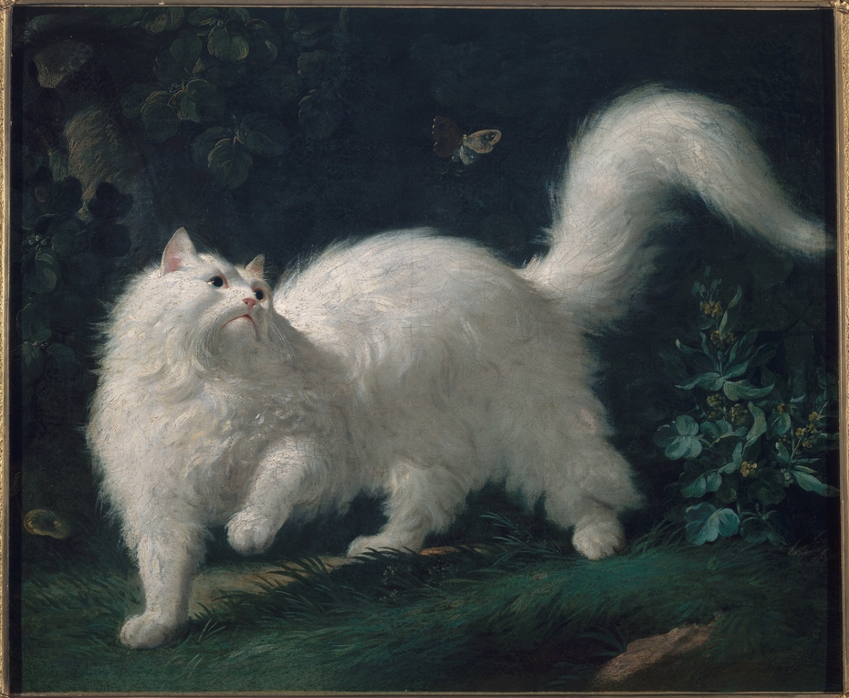 White Angora Cat Chasing a Butterfly