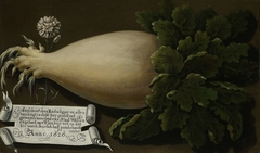 A Giant Radish by Unknown Artist