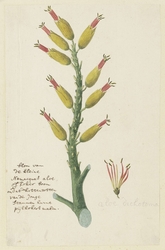 Aloe dichotoma, met detailstudie van de bloeiwijze