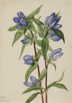 Bottle Gentian (Gentiana saponaria) by Mary Vaux Walcott