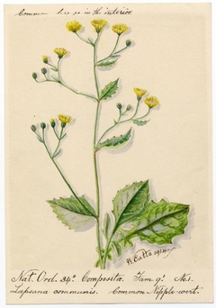 Common Nipple-wort (Lapsana communis) - William Catto - ABDAG016149 by William Catto