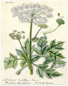 Cow-Pasnip, Hogweed (Heracleum sphondylium) - William Catto - ABDAG016117 by William Catto