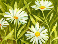 Daisies by Denise Sutherland