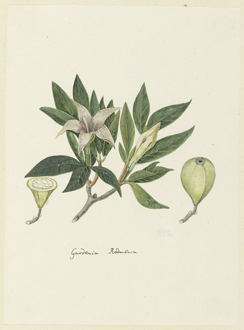 Gardenia rodmania met een detailschets van een gesloten knop en een doorsnede van een knop