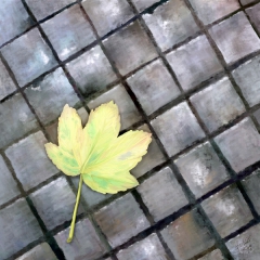 Leaf on ground by Ondrej Kollar
