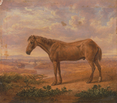 Old Billy, a Draught Horse, Aged 62 by Charles Towne
