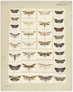 Plate XXXIII. The butterflies and moths of New Zealand. 1992-0035-2324 by George Vernon Hudson