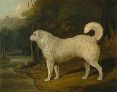 Portrait of a Dog, Ro by David Dalby of York