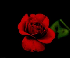 Red Rose by Erling Steen