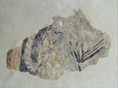 Remains of a quadruped from Boí by Master of Boí