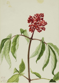 Scarlet Elder (Sambucus pubens) by Mary Vaux Walcott