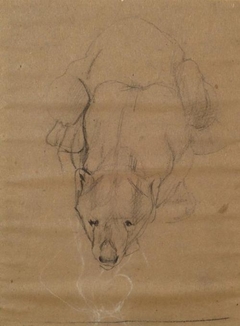 Study of a Bear - John Macallan Swan - ABDAG003761