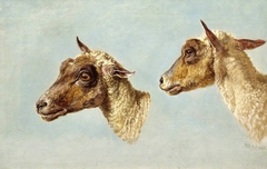 Study of Sheeps’ Heads by James Ward