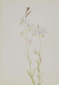 (Untitled--Flower Study) by Mary Vaux Walcott