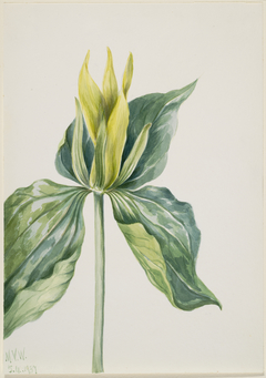 Wake-Robin (Trillium underwoodii) by Mary Vaux Walcott