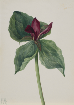 Whippoorwill Flower (Trillium H.) by Mary Vaux Walcott