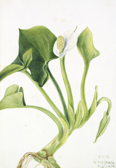 Wild Calla (Calla palustris) by Mary Vaux Walcott