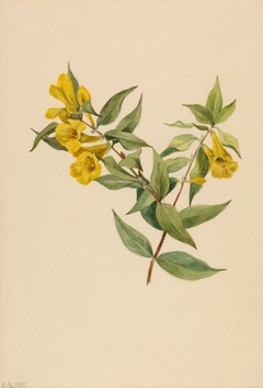 Yellow Jessamine (Gelsemium sempervirens) by Mary Vaux Walcott