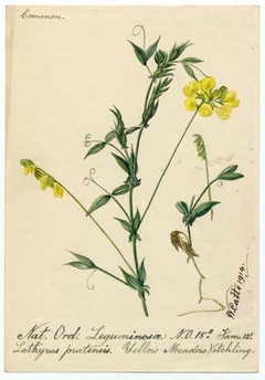 Yellow Meadow Vetchling (Lathyrus pratensis) - William Catto - ABDAG016073 by William Catto