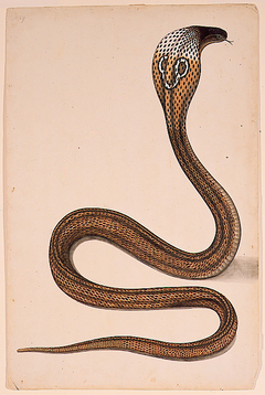 A cobra (Maja tripudians) with hood spread