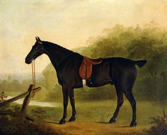 A Saddled Black Hunter in a Landscape by Clifton Tomson
