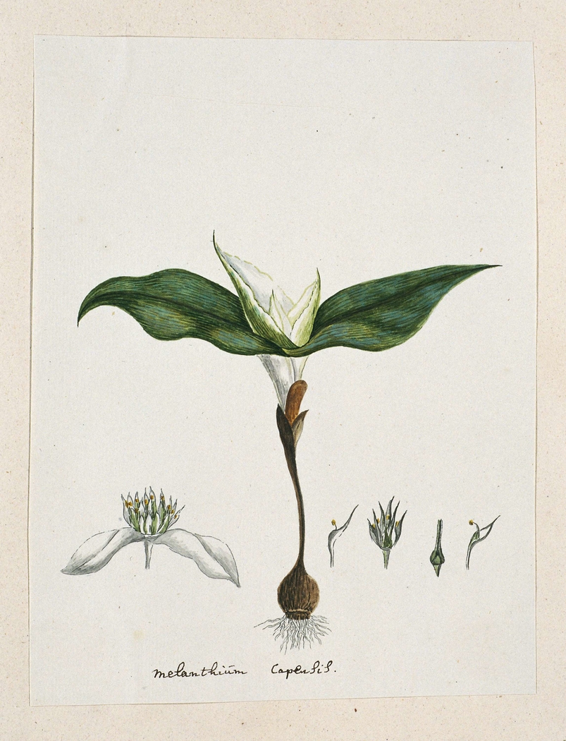 Androcymbium capense; met detailstudies van een bloem in verschillende stadia