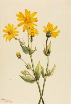 Arnica (Arnica latifolia) by Mary Vaux Walcott