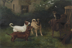 Cat and Dogs belonging to Queen Victoria