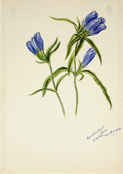 Closed Gentian (Gentiana andrewskii) by Mary Vaux Walcott