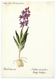 Early Orchis (orchis mascula) - William Catto - ABDAG016377 by William Catto